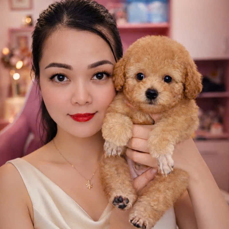 Chó Poodle PD16978